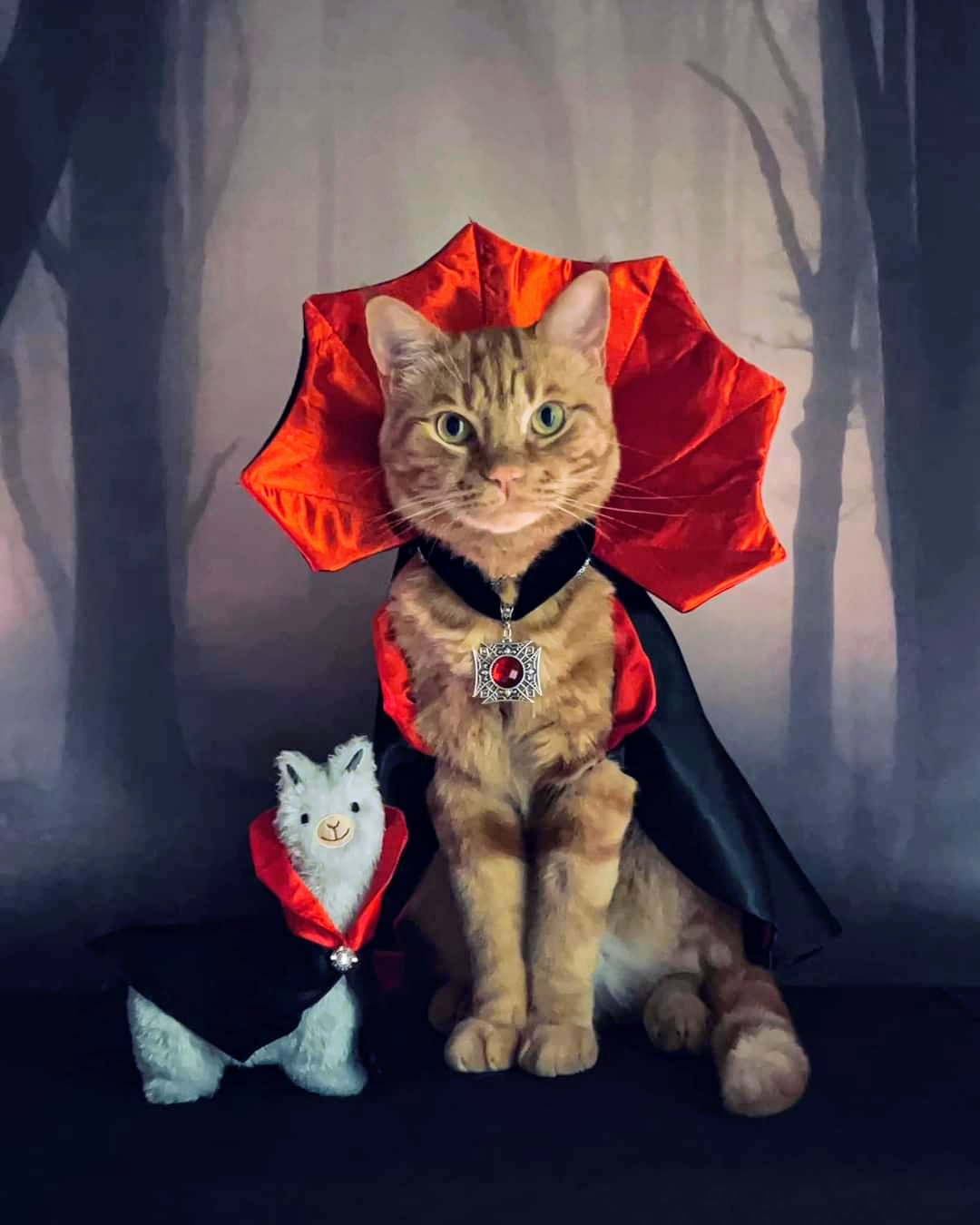 Custom Kitty Cat Personalized Ornament from Photo