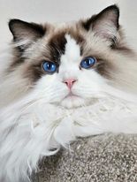 Custom Kitty Cat Personalized Ornament from Photo